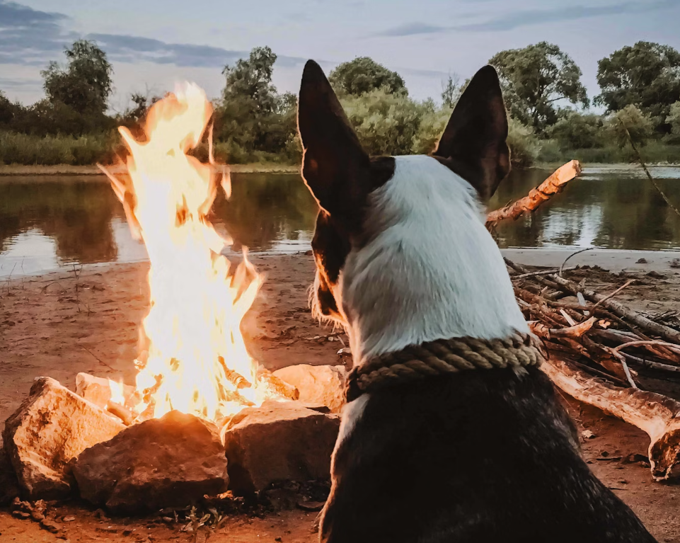 dog next to fire